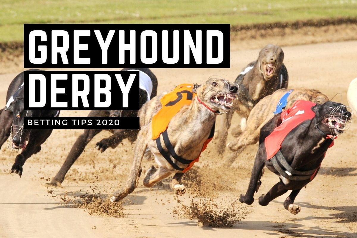 Irish Greyhound Betting